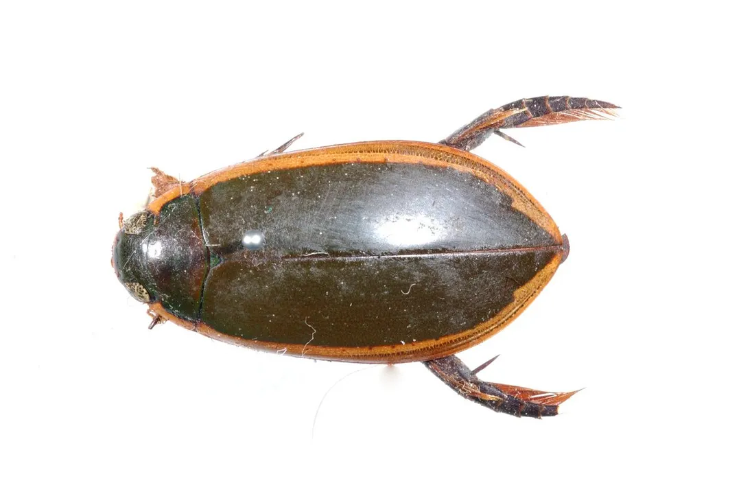 Water Beetle Diet, Predator Roles