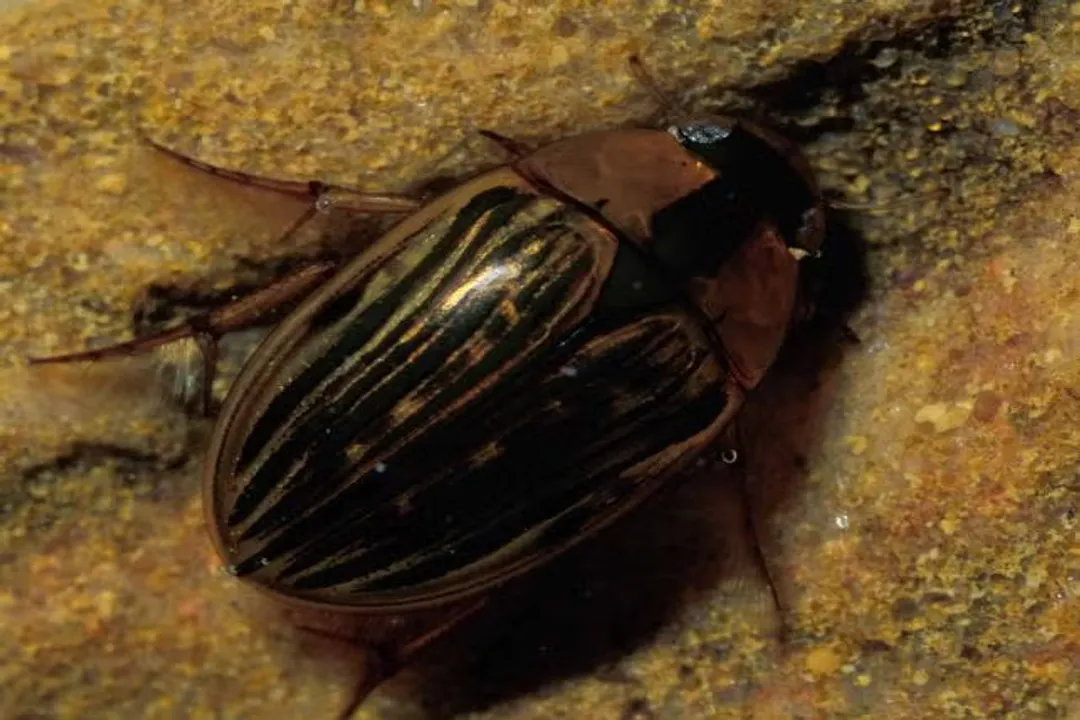 Water Beetle Locations, Habitat Types
