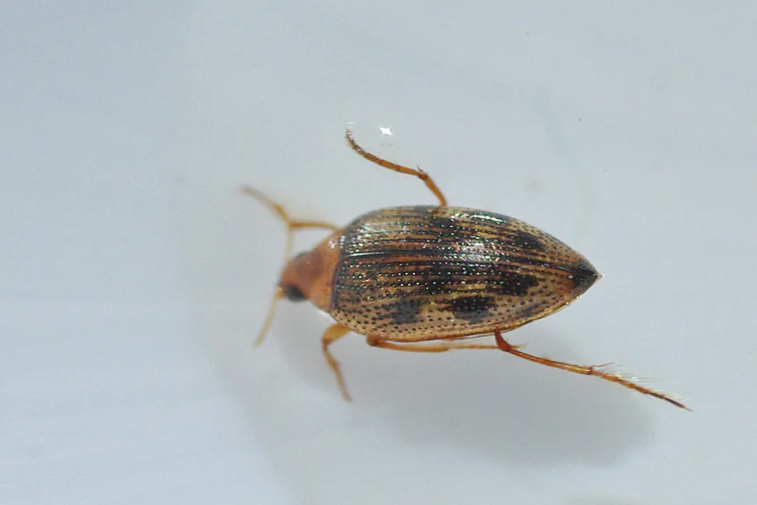 Water Beetle Locations, Endangered Focus