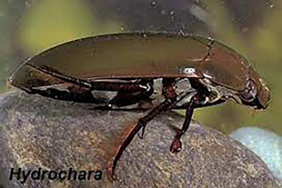 Water Beetle Physical Characteristics, Aquatic Respiration