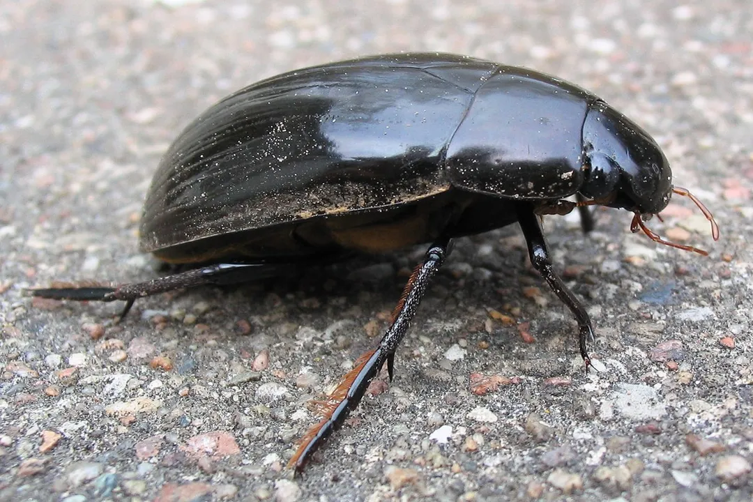Water Beetle Scientific Classification