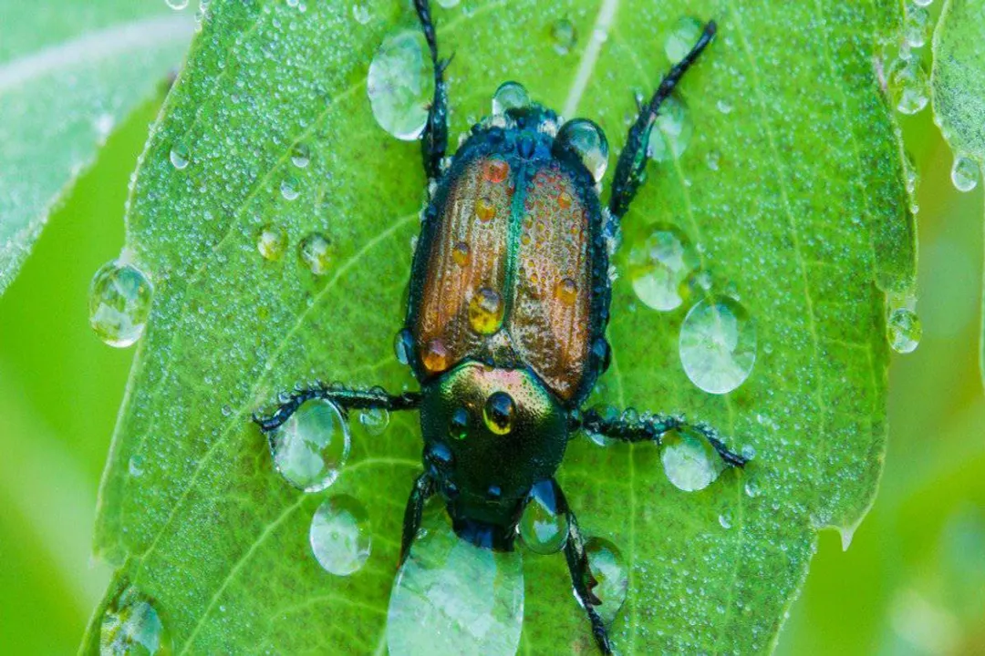Water Beetle Scientific Classification, Key Family Hydrophilidae
