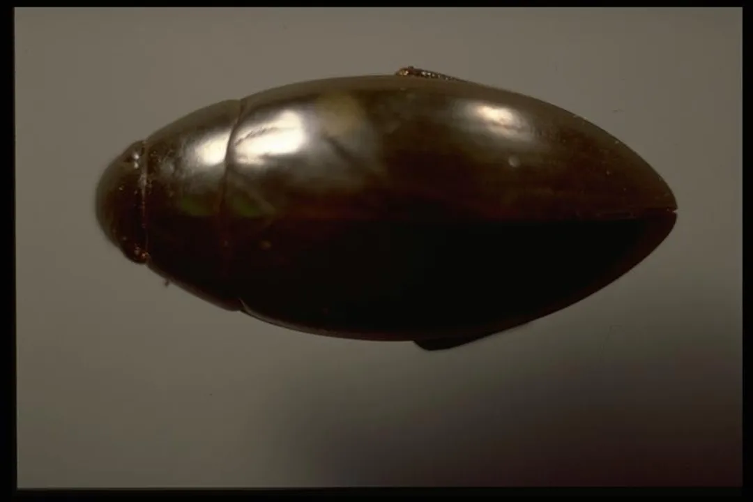 Water Beetle Scientific Classification, Order Grouping