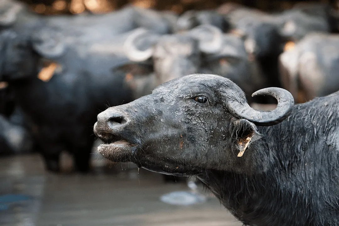 Water Buffalo Diet