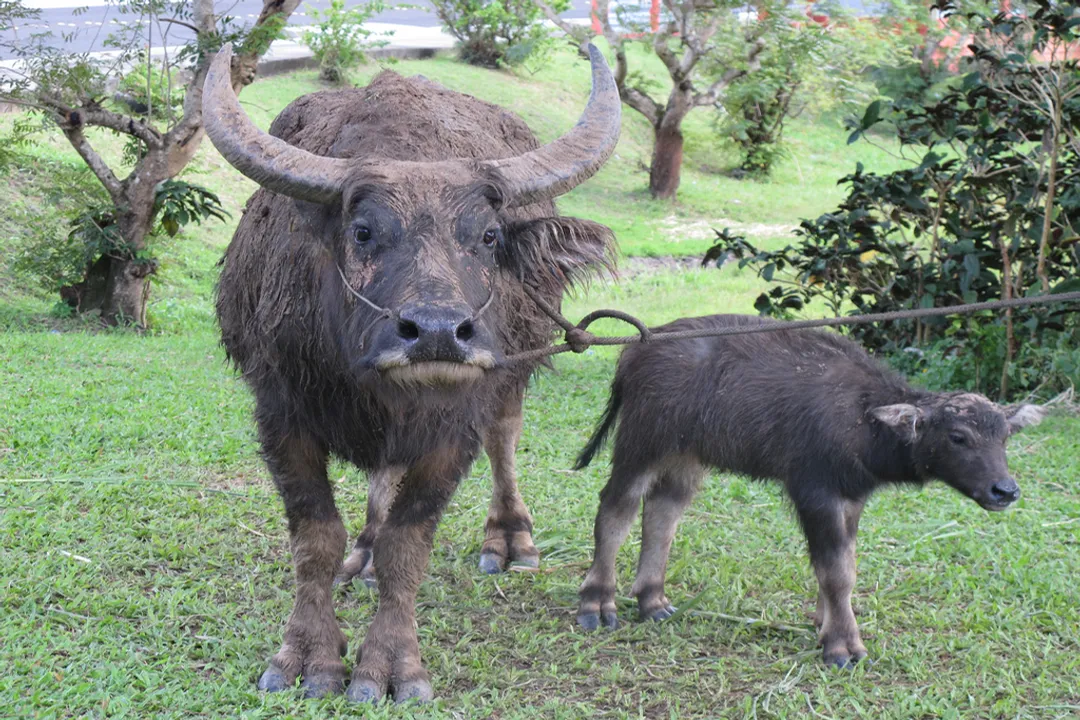 Water Buffalo Facts, The Wallowing Imperative