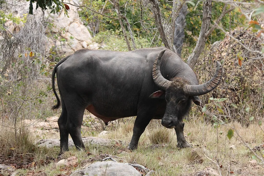 Water Buffalo Facts