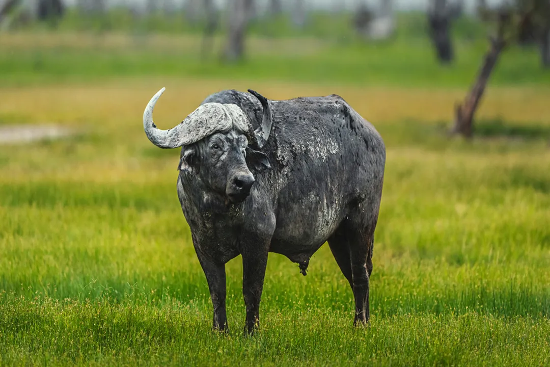 Water Buffalo Facts, Physical Characteristics