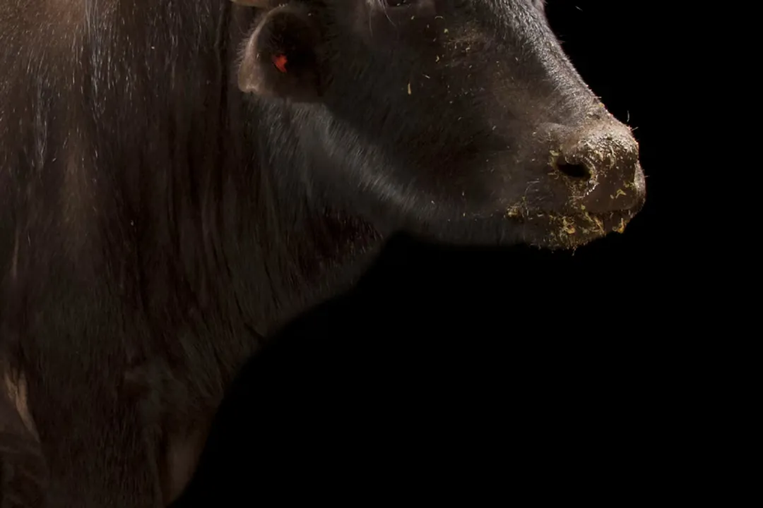 Water Buffalo Facts, Species Distinction