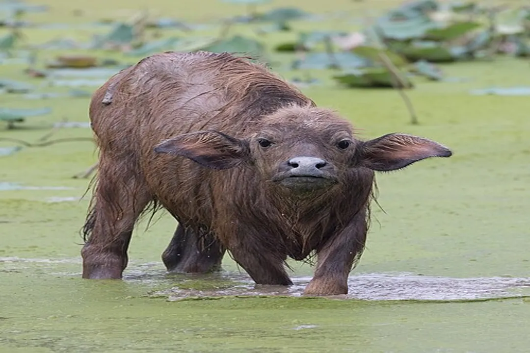 Water Buffalo Locations, Global Reach