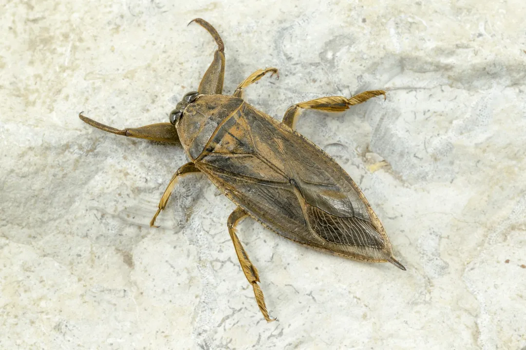 Water Bug Diet, Enzyme Injection