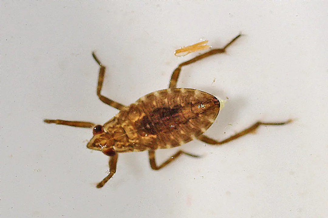 Water Bug Evolution, Comparative Forms