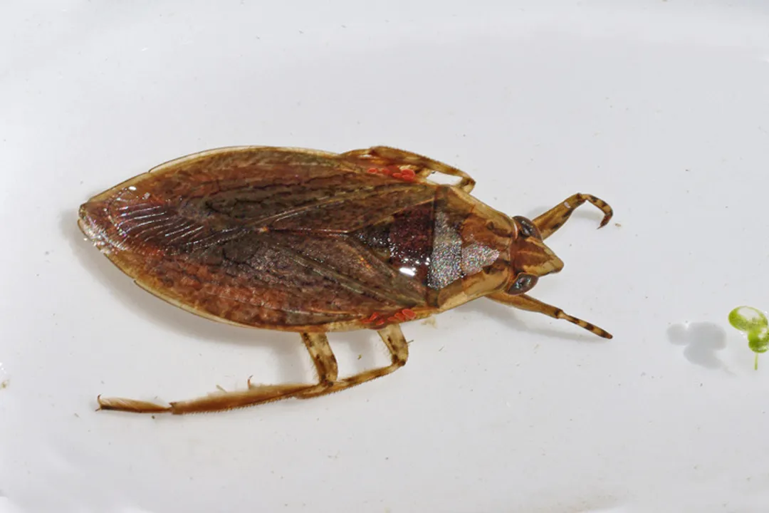 Water Bug Evolution, Giant Evolution