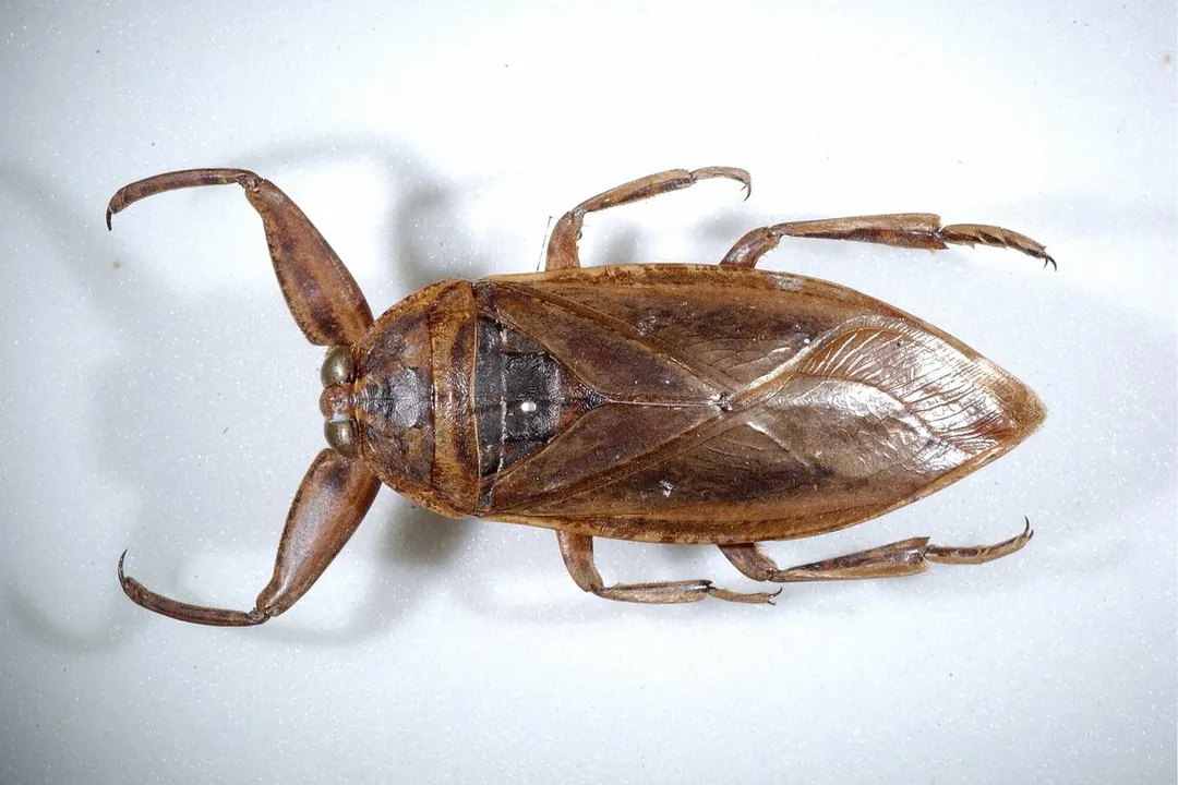 Water Bug Facts, Physical Traits