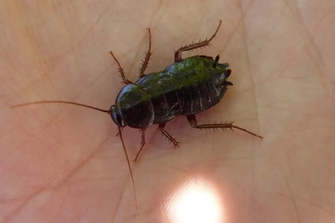 Water Bug Locations, True Habitat