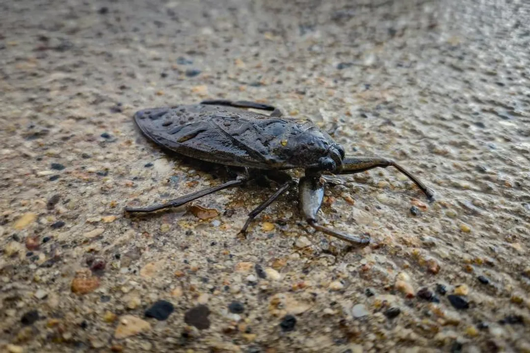 Water Bug Physical Characteristics, Front Legs