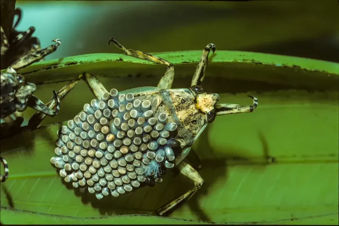 Which family categorizes true aquatic water bugs like the Giant Water Bug?