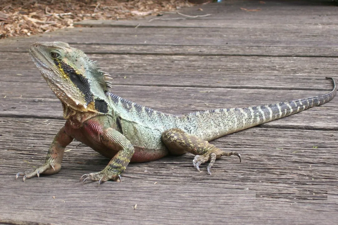 Water Dragon Diet, Feeding Frequency and Amounts