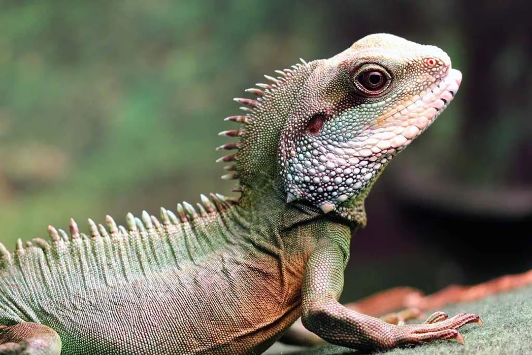 Water Dragon Facts, Daily Life and Diet