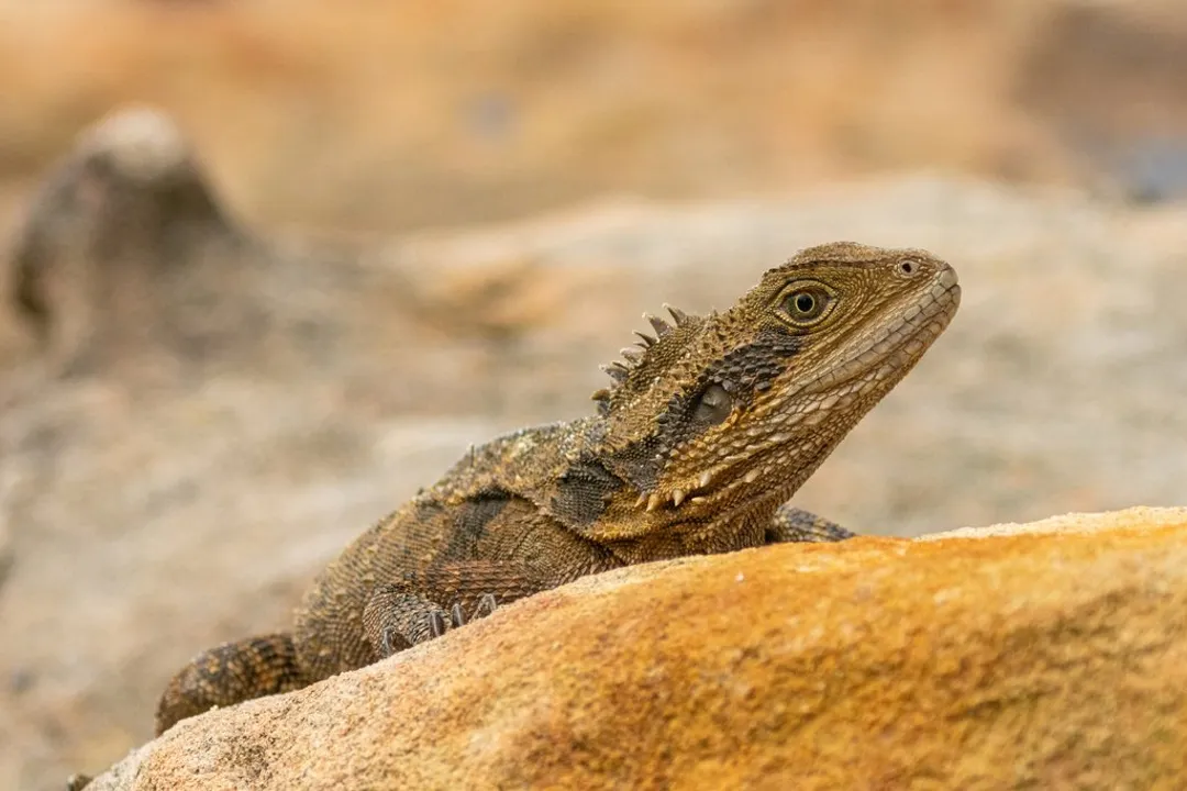 Water Dragon Facts, Physical Traits