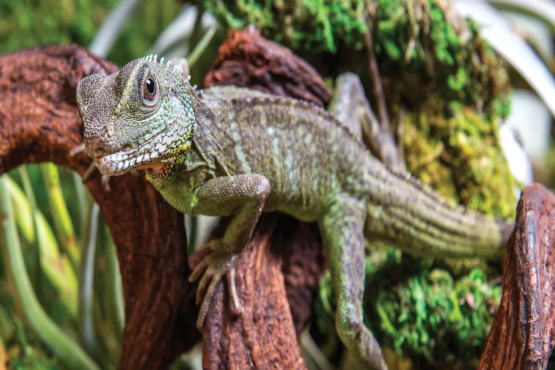 Water Dragon Scientific Classification, Australian Lineage