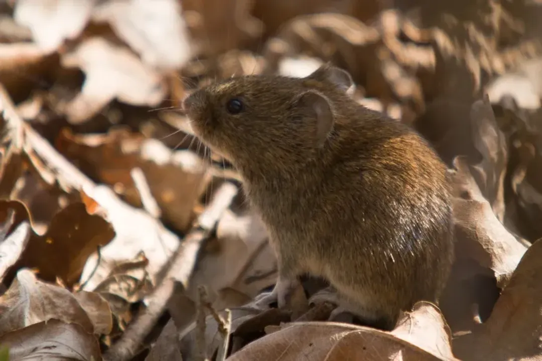 Water Vole Diet, Winter Changes