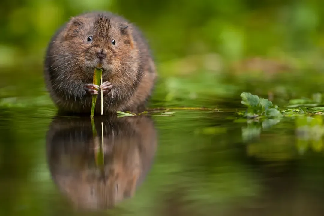 Water Vole Diet, Foraging Volume