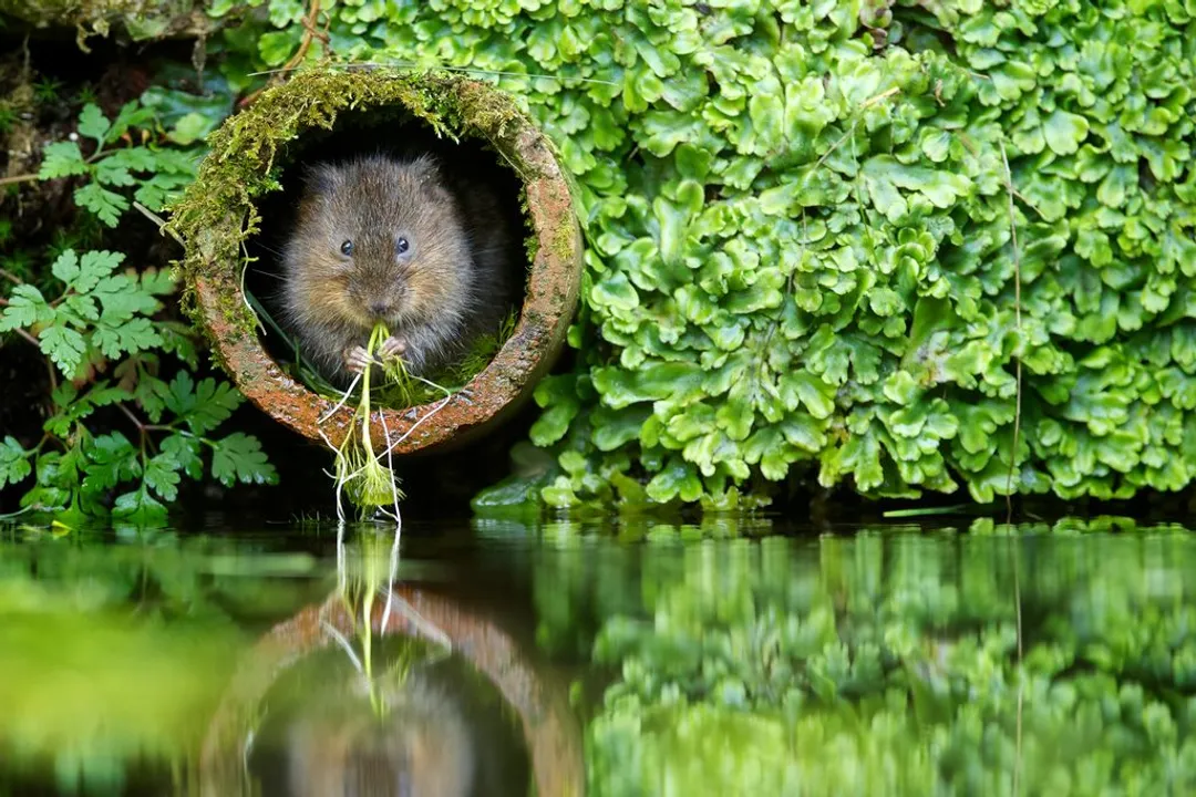 Water Vole Diet