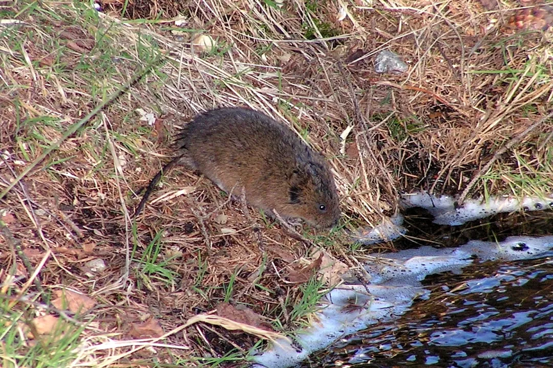 Water Vole Evolution