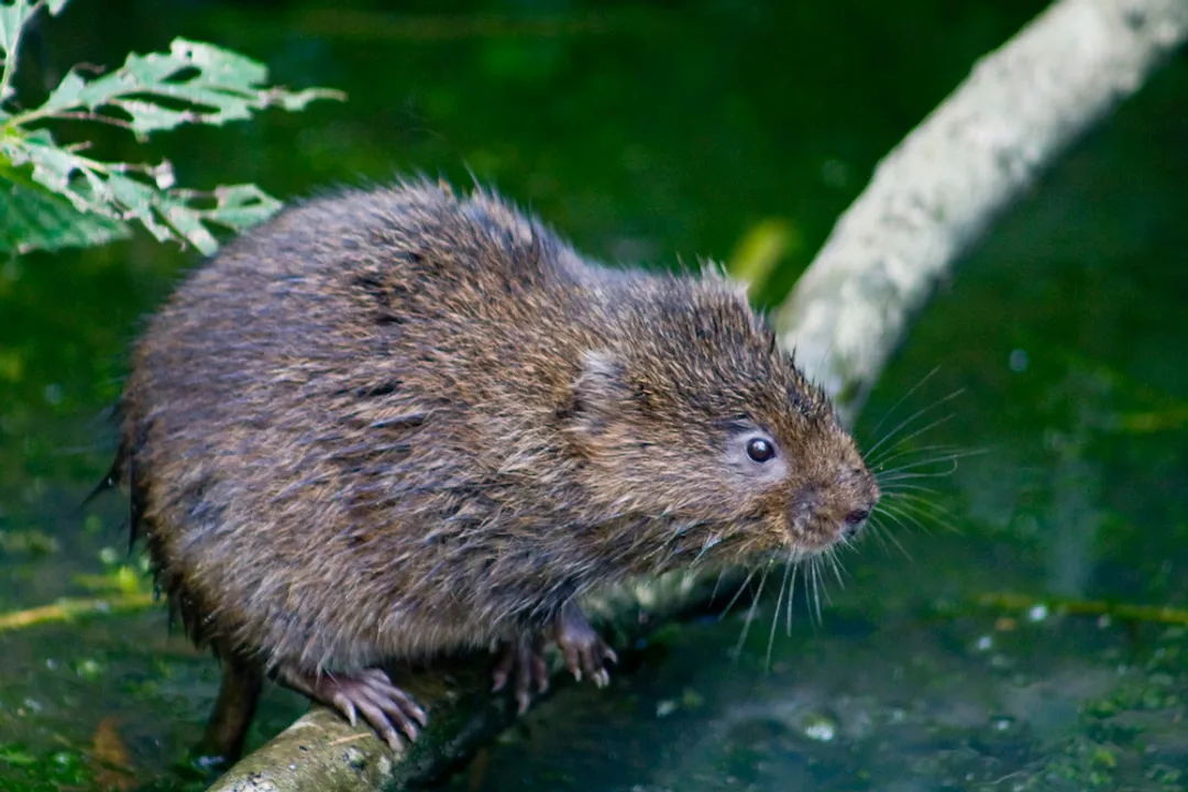 Water Vole Facts, Sustenance Strategies