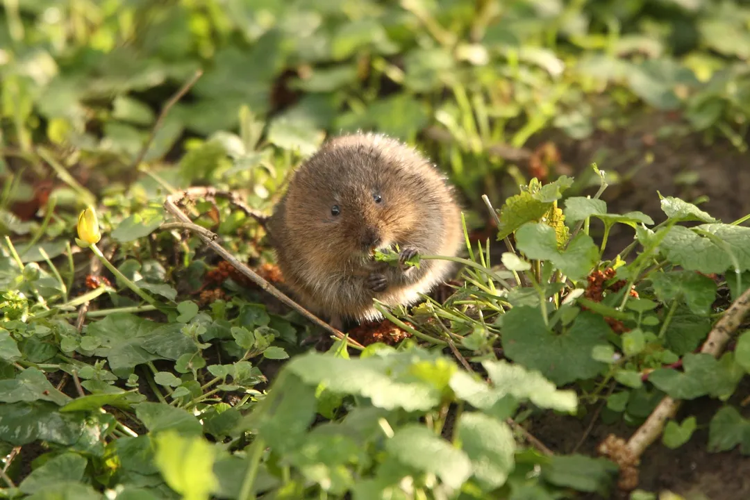 Water Vole Facts, Waterways Home