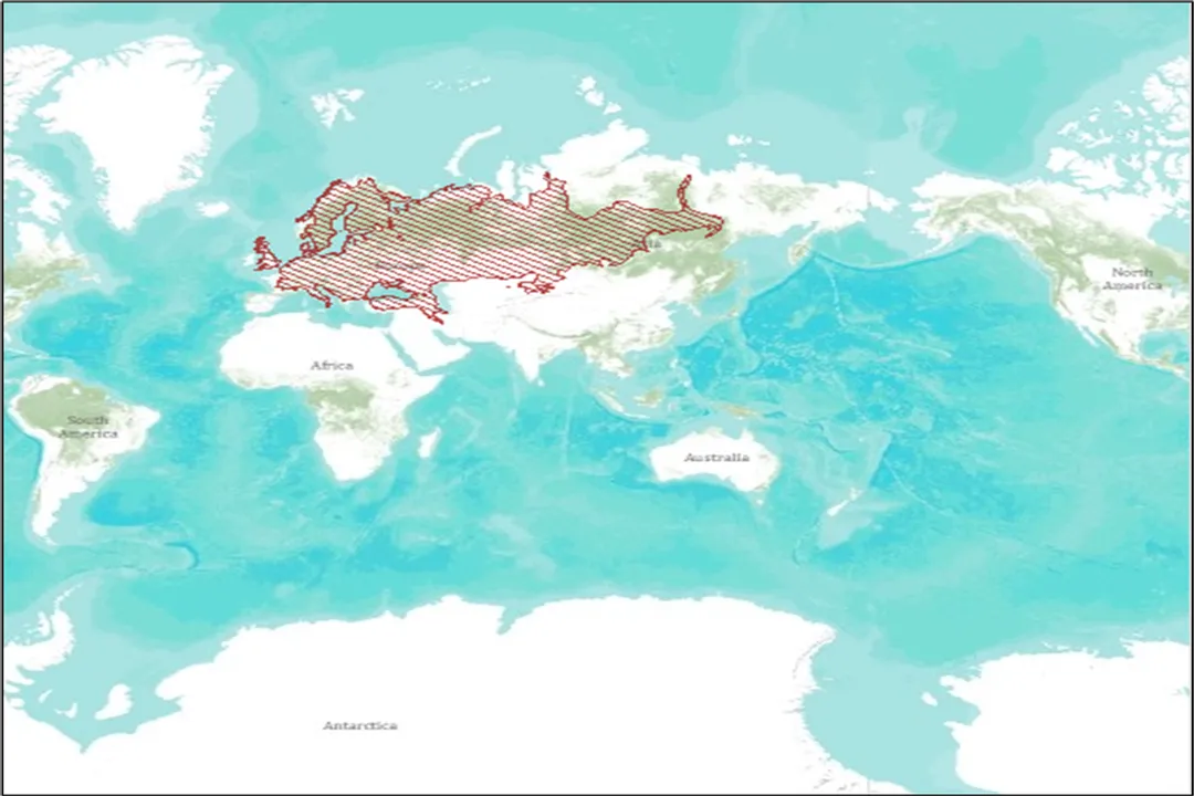 Water Vole Physical Characteristics, Stout Proportions