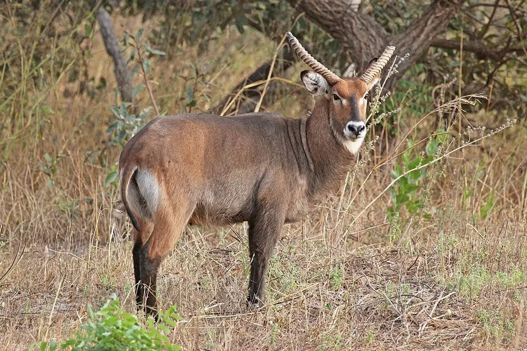 Waterbuck Diet, Species and Regional Variations