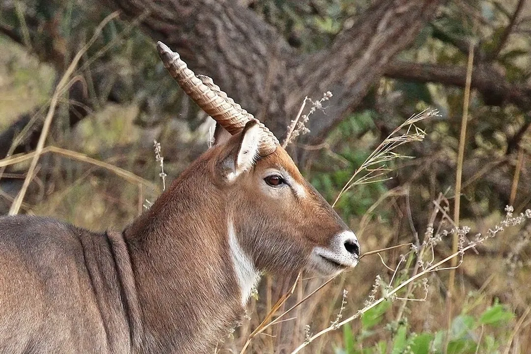 Waterbuck Diet, Water Dependency
