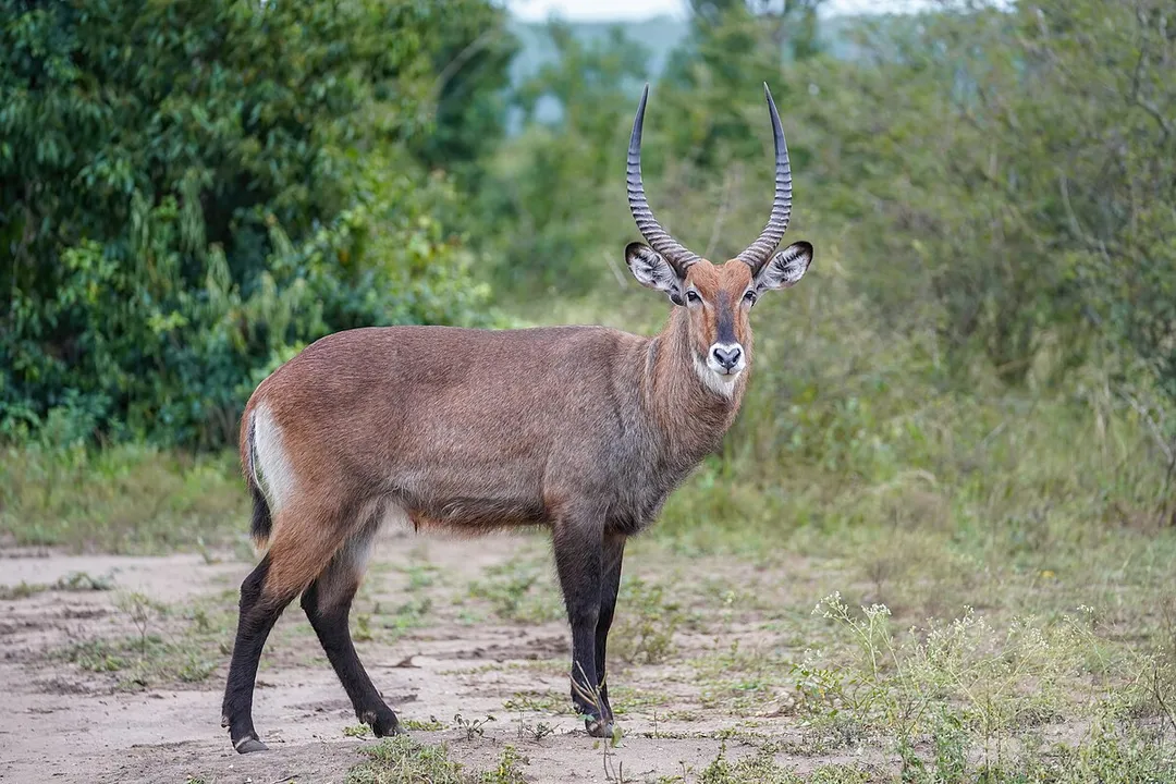Waterbuck Diet