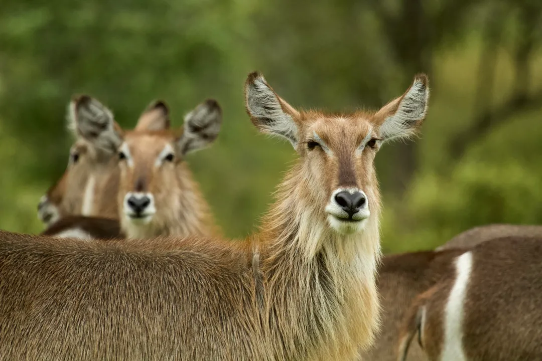 Waterbuck Evolution, Taxonomy Rank