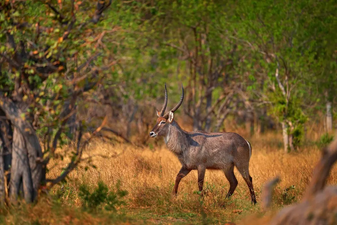 Waterbuck Evolution, Subspecies Divergence