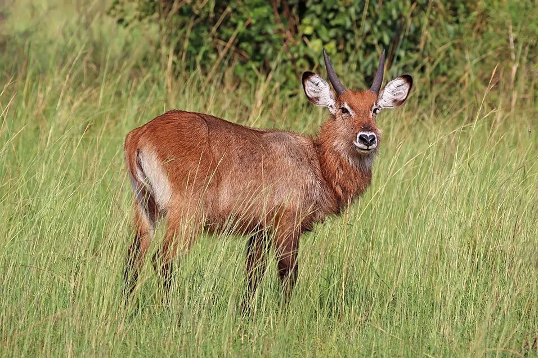Waterbuck Physical Characteristics