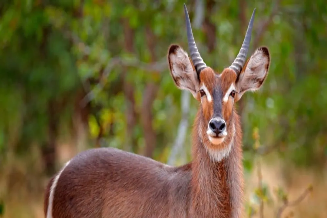 Waterbuck Scientific Classification, Class Mammalia