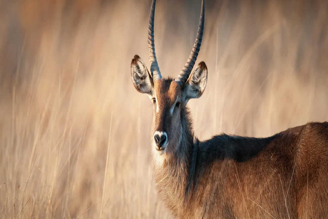 Waterbuck Scientific Classification