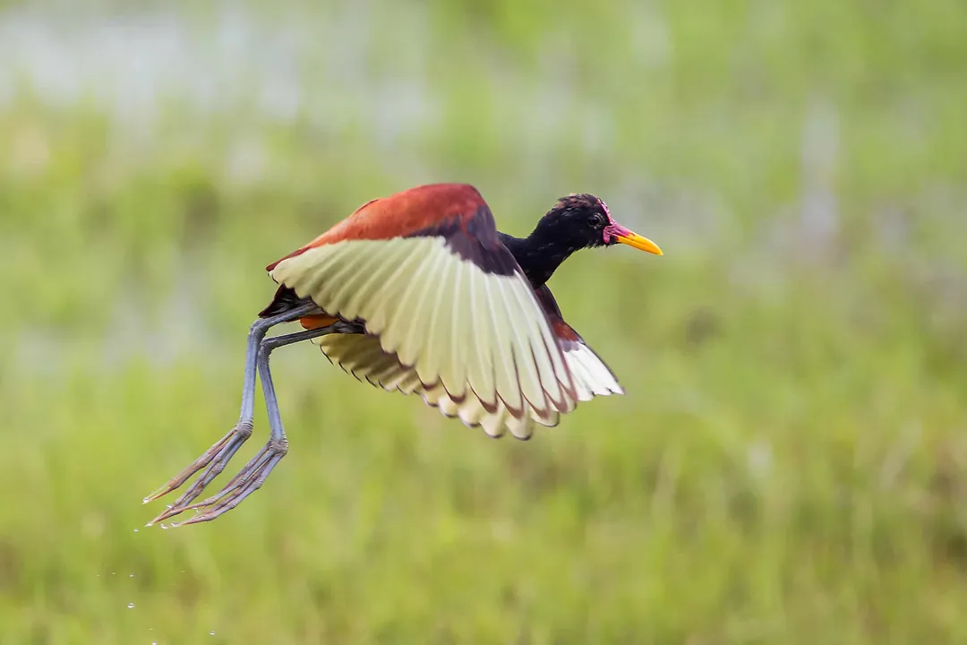 How does the Jacana's surface foraging strategy contrast with that of ducks or moorhens?