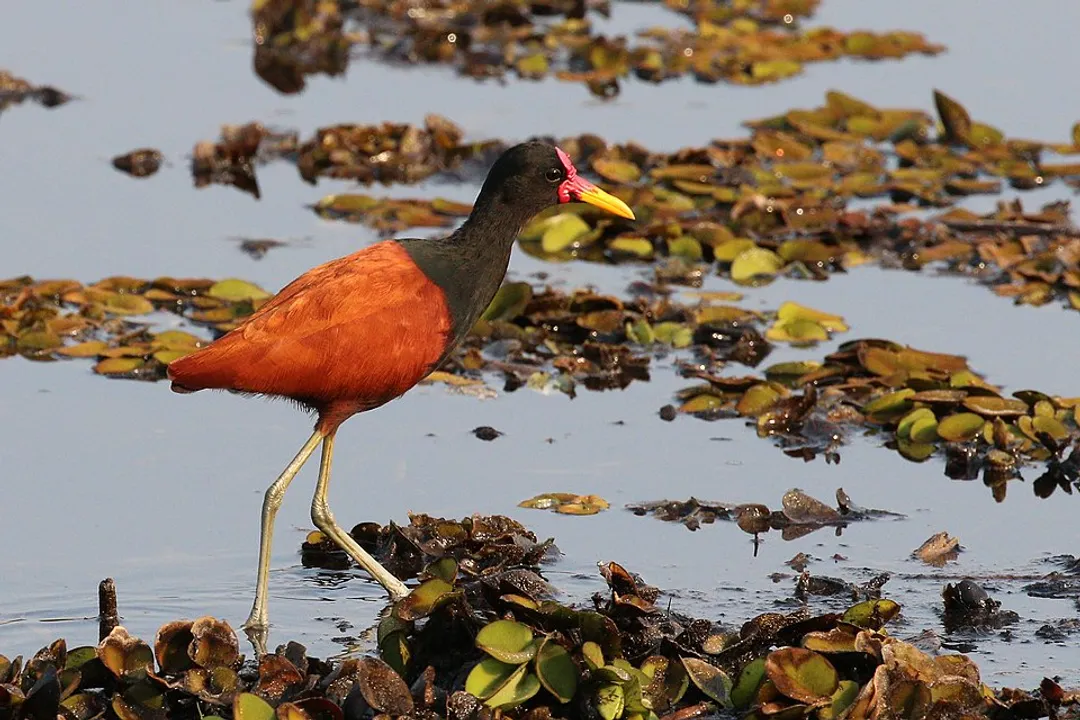 Wattled Jacana Facts, African Wetlands