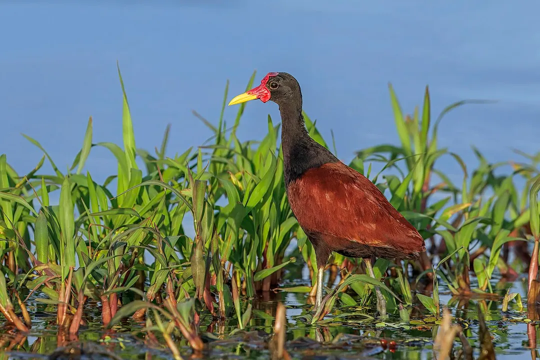 What is the prominent fleshy yellow structure adorning the Wattled Jacana's head?