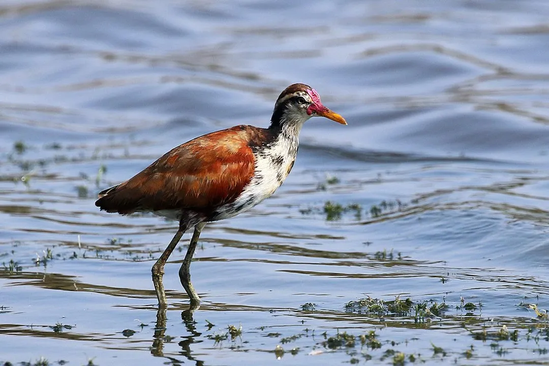 Wattled Jacana Facts, Giant Feet