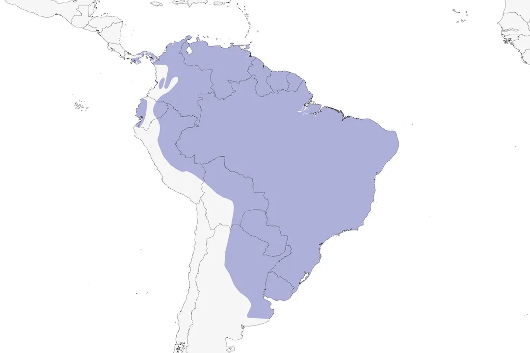 Wattled Jacana Scientific Classification, Hierarchical Ranks