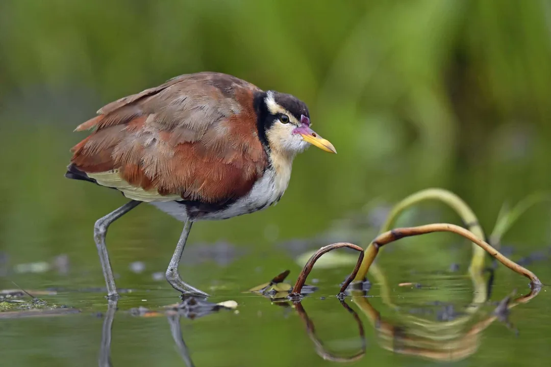 Wattled Jacana Scientific Classification, Nomenclature History