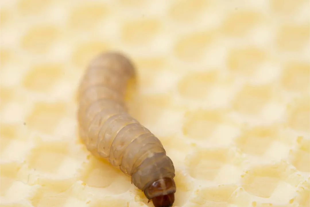 What critical element is consistently cited for adult wax moth survival and egg laying?