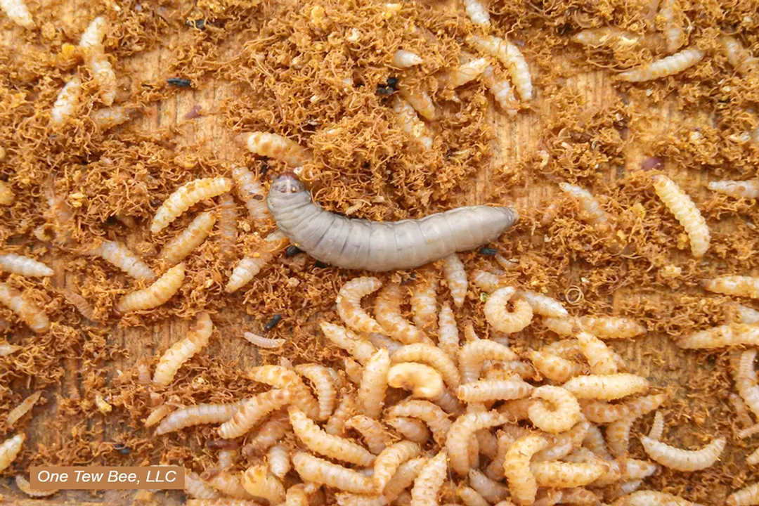 Wax Moth Evolution, Nutritional Niche