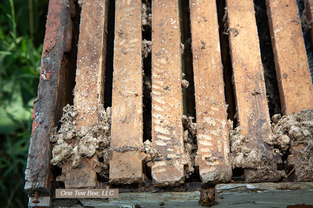 What synthetic polymer has been shown to be breakable by Galleria mellonella larvae enzymes?