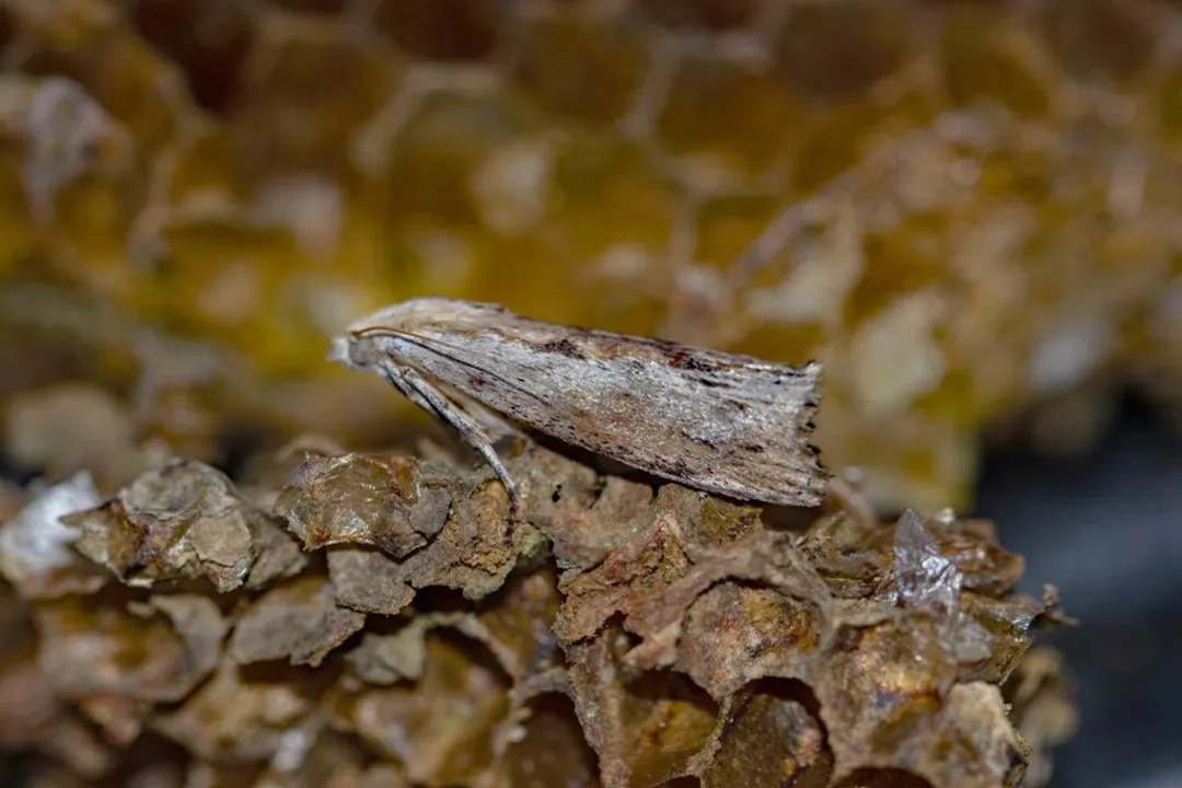 Wax Moth Facts, Life Cycle Stages