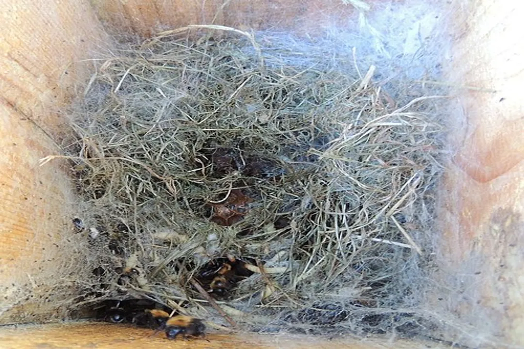 Wax Moth Scientific Classification, Major Groupings